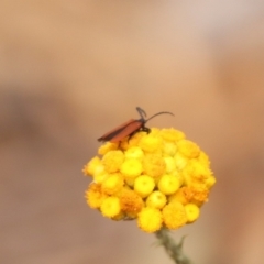 Porrostoma rhipidium at North Mitchell Grassland  (NMG) - 21 Nov 2023 09:48 AM