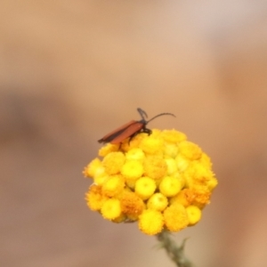 Porrostoma rhipidium at North Mitchell Grassland  (NMG) - 21 Nov 2023 09:48 AM