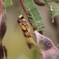 Termessa zonophanes (Double Yellow-patched Footman) at Dryandra St Woodland - 20 Nov 2023 by ConBoekel