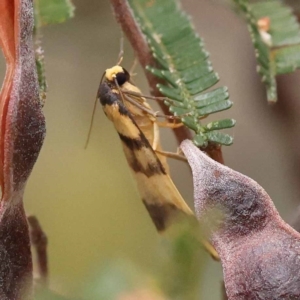 Termessa zonophanes at Dryandra St Woodland - 21 Nov 2023