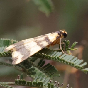 Termessa zonophanes at Dryandra St Woodland - 21 Nov 2023