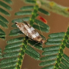 Glyphipterix meteora (A Sedge Moth) at O'Connor, ACT - 20 Nov 2023 by ConBoekel