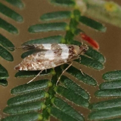 Glyphipterix meteora at Dryandra St Woodland - 21 Nov 2023