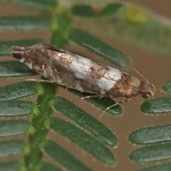 Glyphipterix meteora at Dryandra St Woodland - 21 Nov 2023 09:10 AM