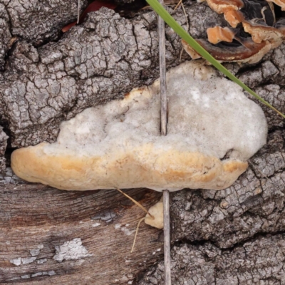 Unidentified Other non-black fungi  at Dryandra St Woodland - 21 Nov 2023 by ConBoekel