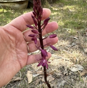 Dipodium punctatum at Kangaroo Valley, NSW - suppressed