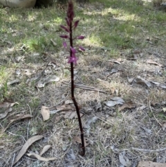 Dipodium punctatum at Kangaroo Valley, NSW - suppressed