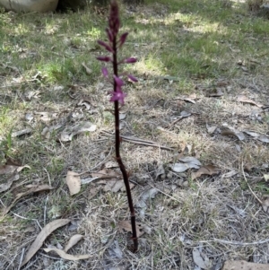 Dipodium punctatum at Kangaroo Valley, NSW - 21 Nov 2023