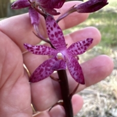 Dipodium punctatum at Kangaroo Valley, NSW - suppressed