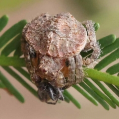 Dolophones sp. (genus) (Wrap-around spider) at O'Connor, ACT - 20 Nov 2023 by ConBoekel