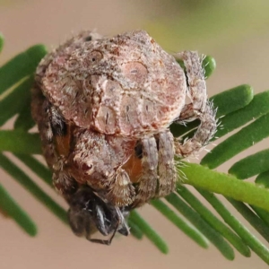 Dolophones sp. (genus) at Dryandra St Woodland - 21 Nov 2023