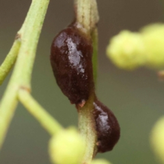 Unidentified Scale insect or Mealybug (Hemiptera, Coccoidea) at Dryandra St Woodland - 20 Nov 2023 by ConBoekel