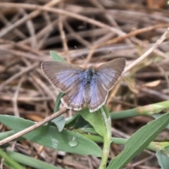 Zizina otis (Common Grass-Blue) at North Mitchell Grassland  (NMG) - 21 Nov 2023 by HappyWanderer