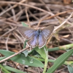 Zizina otis (Common Grass-Blue) at North Mitchell Grassland  (NMG) - 20 Nov 2023 by HappyWanderer