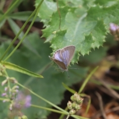 Zizina otis at North Mitchell Grassland  (NMG) - 21 Nov 2023 10:03 AM