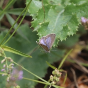 Zizina otis at North Mitchell Grassland  (NMG) - 21 Nov 2023 10:03 AM