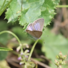 Zizina otis at North Mitchell Grassland  (NMG) - 21 Nov 2023 10:03 AM