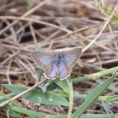 Zizina otis at North Mitchell Grassland  (NMG) - 21 Nov 2023 10:03 AM