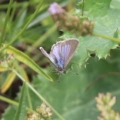 Zizina otis at North Mitchell Grassland  (NMG) - 21 Nov 2023 10:03 AM