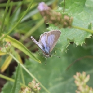 Zizina otis at North Mitchell Grassland  (NMG) - 21 Nov 2023