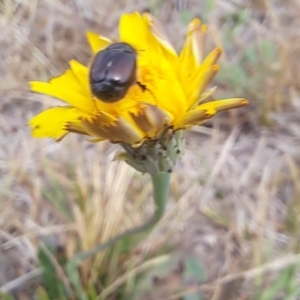 Automolius sp. (genus) at Dawn Crescent Grassland (DCG) - 21 Nov 2023 01:25 PM