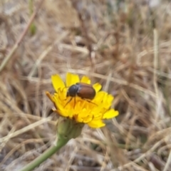 Automolius sp. (genus) at Dawn Crescent Grassland (DCG) - 21 Nov 2023 01:25 PM