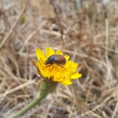 Automolius sp. (genus) at Dawn Crescent Grassland (DCG) - 21 Nov 2023 01:25 PM