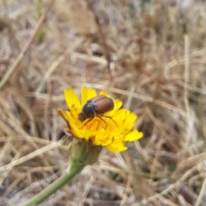 Automolius sp. (genus) at Dawn Crescent Grassland (DCG) - 21 Nov 2023 01:25 PM