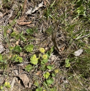 Hydrocotyle laxiflora at Mount Ainslie - 12 Oct 2023