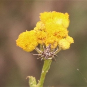 Oxyopes sp. (genus) at North Mitchell Grassland  (NMG) - 21 Nov 2023