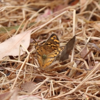 Heteronympha merope (Common Brown Butterfly) at North Mitchell Grassland  (NMG) - 21 Nov 2023 by HappyWanderer
