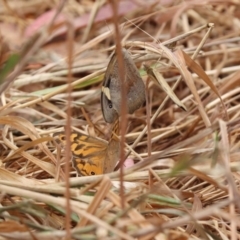 Heteronympha merope at Undefined Area - 21 Nov 2023 10:31 AM