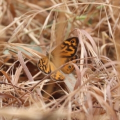 Heteronympha merope at North Mitchell Grassland  (NMG) - 21 Nov 2023