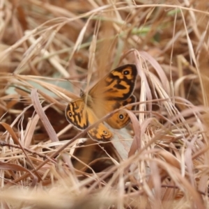 Heteronympha merope at North Mitchell Grassland  (NMG) - 21 Nov 2023