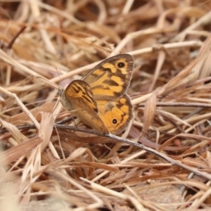 Heteronympha merope at Undefined Area - 21 Nov 2023 10:31 AM