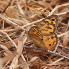 Heteronympha merope at North Mitchell Grassland  (NMG) - 21 Nov 2023