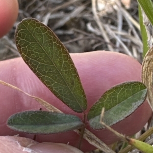 Grona varians at Kangaroo Valley, NSW - suppressed