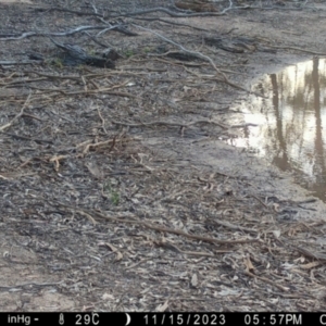 Phaps chalcoptera at Suttons Dam - suppressed