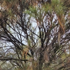 Allocasuarina verticillata (Drooping Sheoak) at Kambah, ACT - 21 Nov 2023 by Steve818