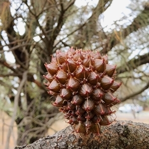 Allocasuarina verticillata at Kambah, ACT - 21 Nov 2023