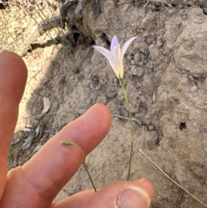 Wahlenbergia luteola at Kangaroo Valley, NSW - suppressed