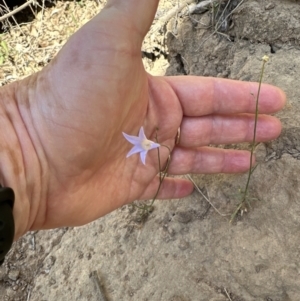 Wahlenbergia luteola at Kangaroo Valley, NSW - suppressed