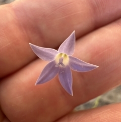 Wahlenbergia luteola at Kangaroo Valley, NSW - 21 Nov 2023