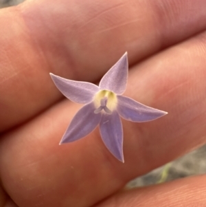 Wahlenbergia luteola at Kangaroo Valley, NSW - suppressed