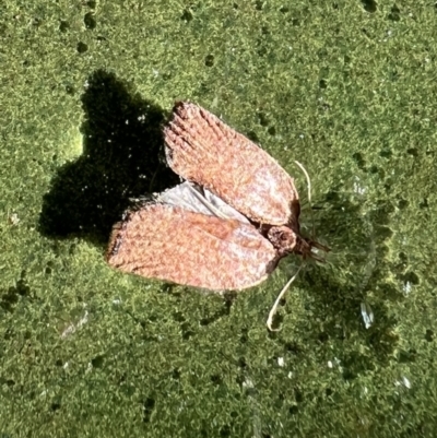 Unidentified Curved-horn moth (all Gelechioidea except Oecophoridae) at Reid, ACT - 10 Oct 2023 by AndyRussell