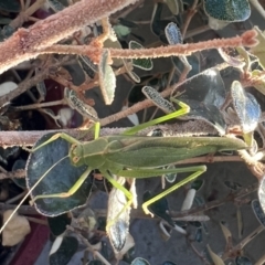 Caedicia simplex (Common Garden Katydid) at Reid, ACT - 10 Oct 2023 by AndyRussell