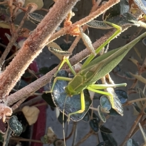 Caedicia simplex at Reid, ACT - 10 Oct 2023