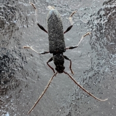 Callidiopis scutellaris (A Longhorn Beetle) at Reid, ACT - 10 Nov 2023 by AndyRussell