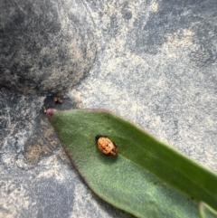 Hippodamia variegata (Spotted Amber Ladybird) at Sth Tablelands Ecosystem Park - 16 Nov 2023 by AndyRussell