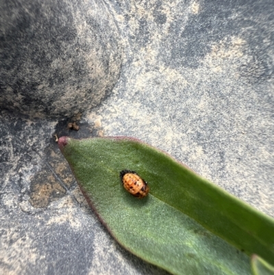Hippodamia variegata (Spotted Amber Ladybird) at Molonglo Valley, ACT - 15 Nov 2023 by AndyRussell